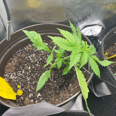 Moni growlog timeline photo