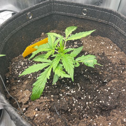 Waltraud growlog timeline photo