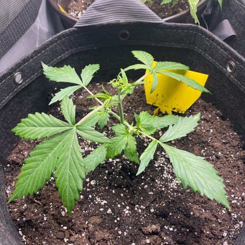 Babsi growlog timeline photo