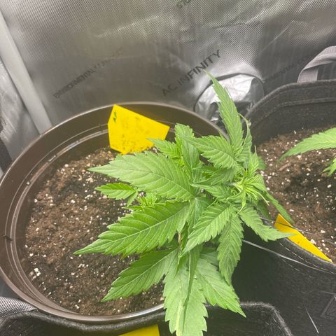 Moni growlog timeline photo
