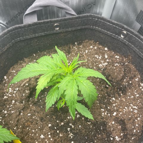 Waltraud growlog timeline photo