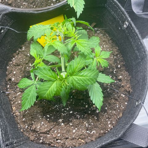 Babsi growlog timeline photo