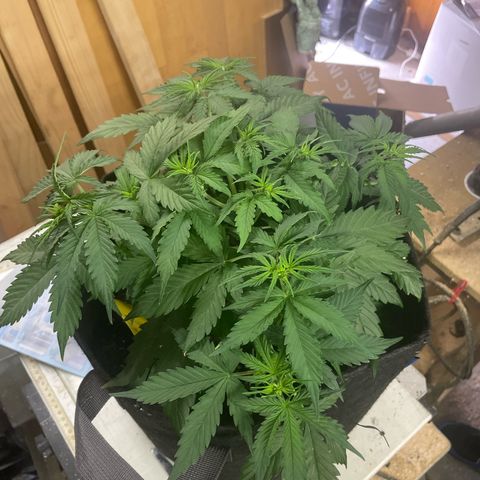 Moni growlog timeline photo