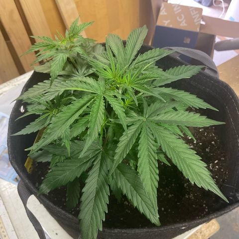Waltraud growlog timeline photo