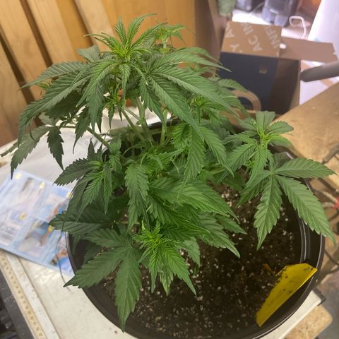 Babsi growlog timeline photo