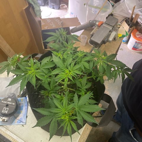 Moni growlog timeline photo