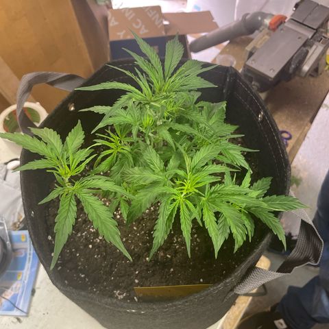 Waltraud growlog timeline photo