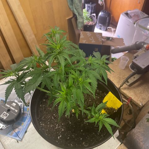 Babsi growlog timeline photo