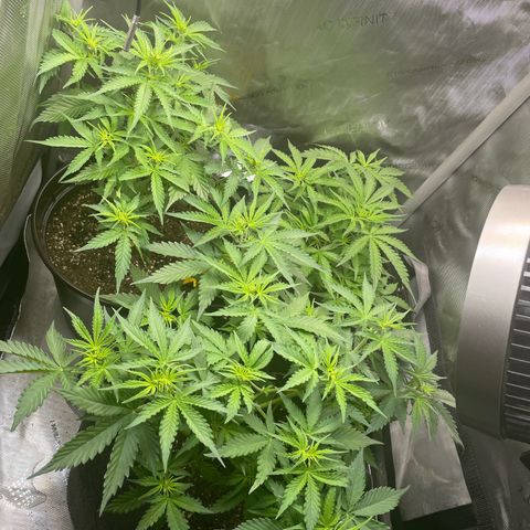 Waltraud growlog timeline photo