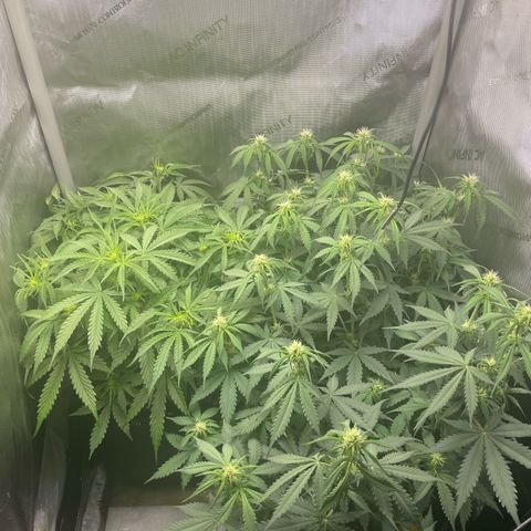 Waltraud growlog timeline photo