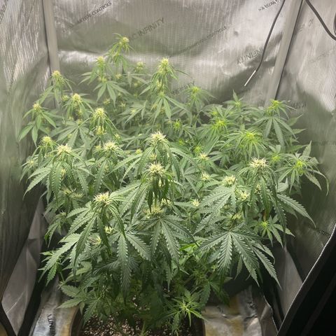 Waltraud growlog timeline photo