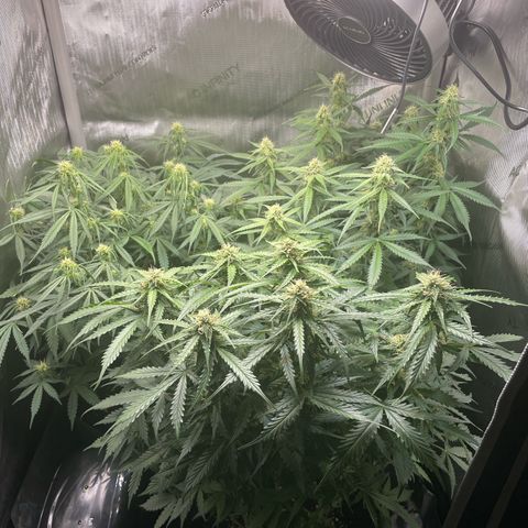 Waltraud growlog timeline photo