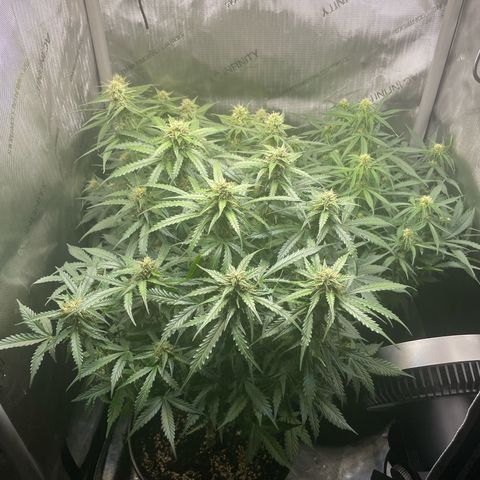 Waltraud growlog timeline photo