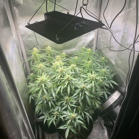 Waltraud growlog timeline photo