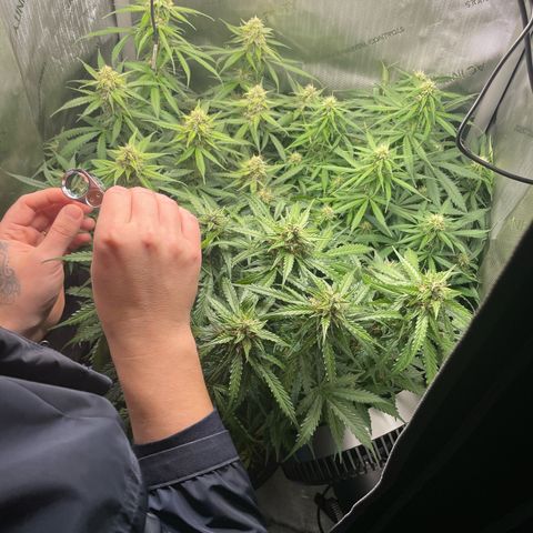 Waltraud growlog timeline photo
