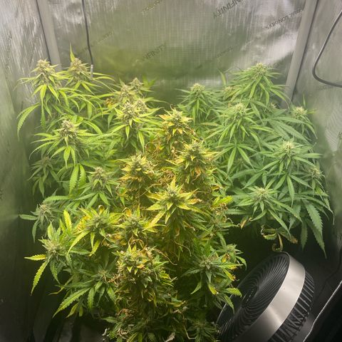 Waltraud growlog timeline photo