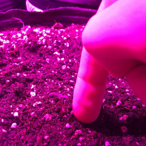 AK47 AUTO de MYSTIQUE #1 growlog timeline photo