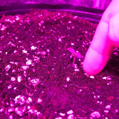 Purple Diesel AUTO MYSTIQUE #2 growlog timeline photo