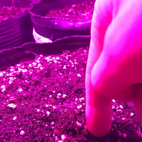 AK47 AUTO de MYSTIQUE #1 growlog timeline photo