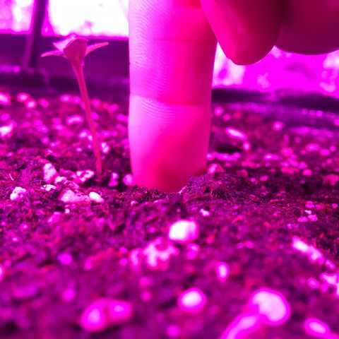 Purple Diesel AUTO MYSTIQUE #2 growlog timeline photo
