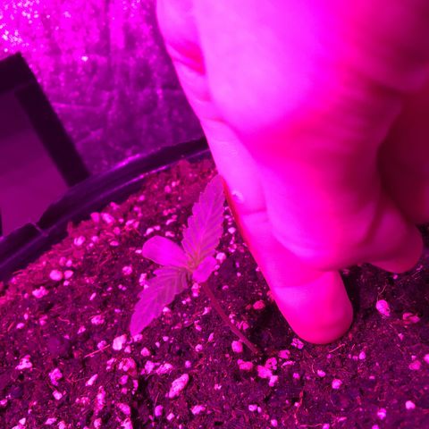 Purple Diesel AUTO MYSTIQUE #2 growlog timeline photo