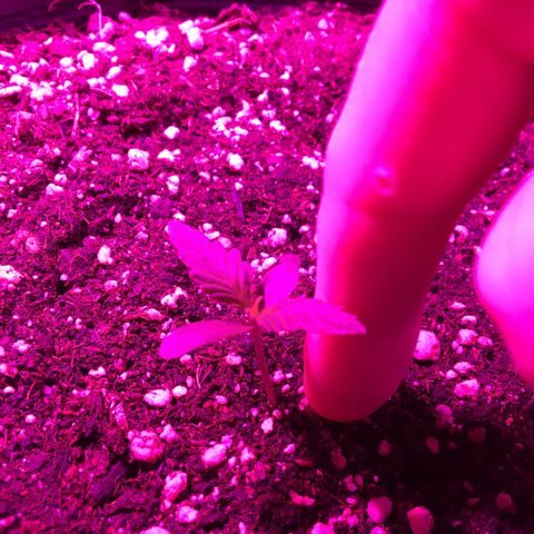AK47 AUTO de MYSTIQUE #1 growlog timeline photo