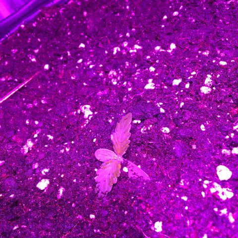 AK47 AUTO de MYSTIQUE #1 growlog photo: Plantada hasta los cotoleidones 