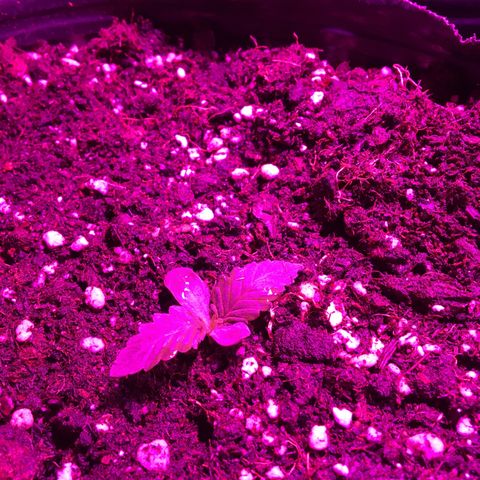 Purple Diesel AUTO MYSTIQUE #2 growlog photo: Plantada hasta los cotoleidones