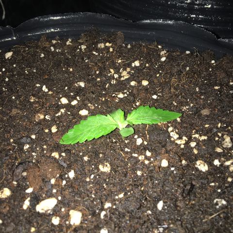 Purple Diesel AUTO MYSTIQUE #2 growlog timeline photo