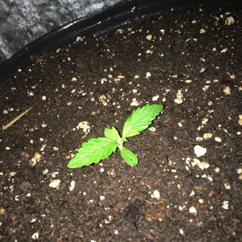 AK47 AUTO de MYSTIQUE #1 growlog timeline photo