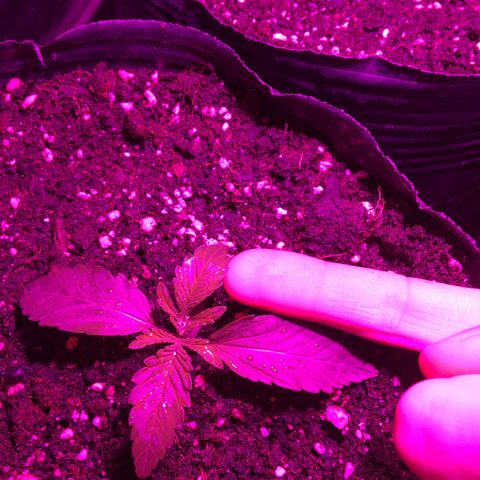 Purple Diesel AUTO MYSTIQUE #2 growlog timeline photo