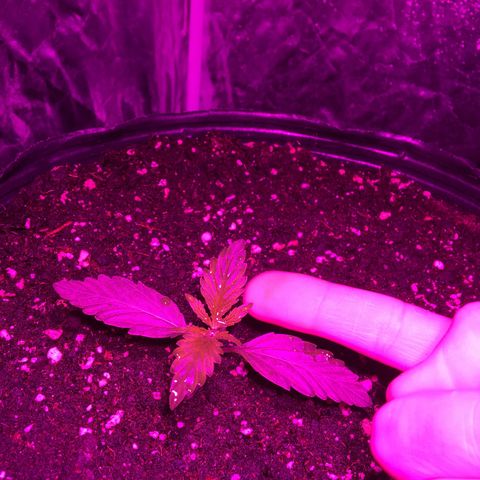 AK47 AUTO de MYSTIQUE #1 growlog timeline photo
