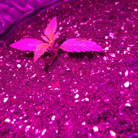 AK47 AUTO de MYSTIQUE #1 growlog timeline photo