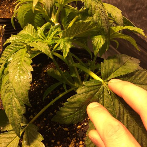 Purple Diesel AUTO MYSTIQUE #2 growlog timeline photo