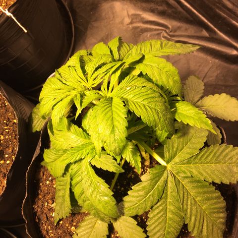 Purple Diesel AUTO MYSTIQUE #2 growlog timeline photo