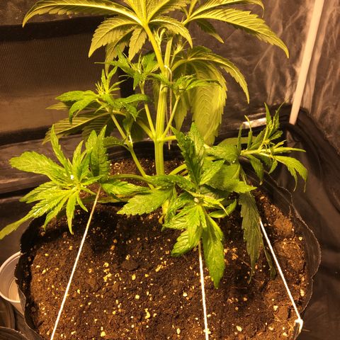AK47 AUTO de MYSTIQUE #1 growlog timeline photo