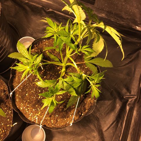 AK47 AUTO de MYSTIQUE #1 growlog timeline photo