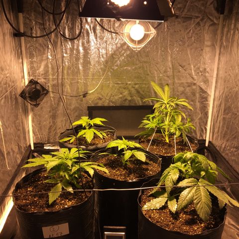 AK47 AUTO de MYSTIQUE #1 growlog timeline photo