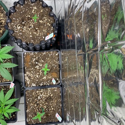 Auto Euforia  growlog timeline photo