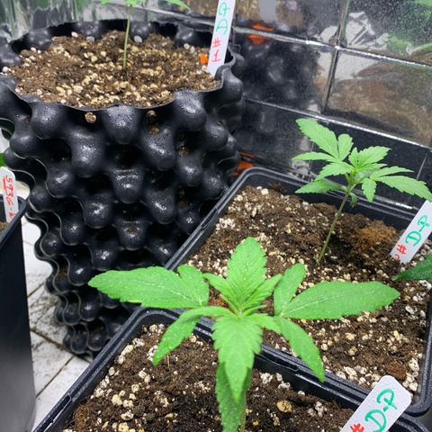 Auto Euforia  growlog timeline photo