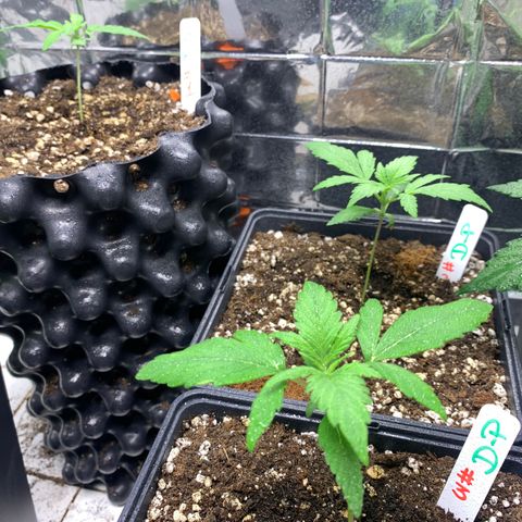 Auto Euforia  growlog timeline photo