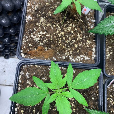 Auto Euforia  growlog timeline photo