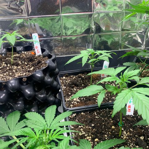 Auto Euforia  growlog timeline photo