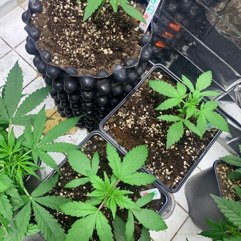 Auto Euforia  growlog timeline photo