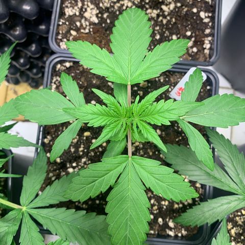 Auto Euforia  growlog timeline photo