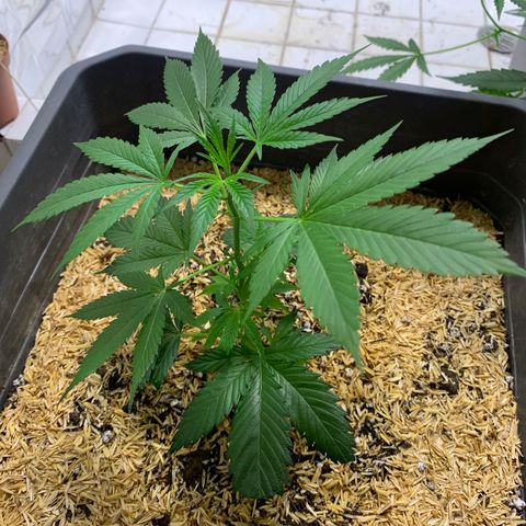 Red Hot Cookies growlog timeline photo