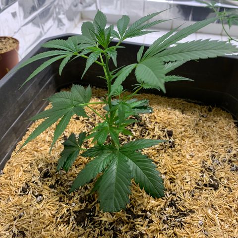 Red Hot Cookies growlog timeline photo