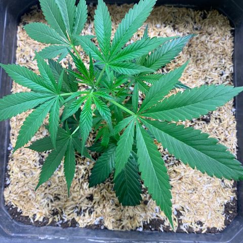 Red Hot Cookies growlog timeline photo