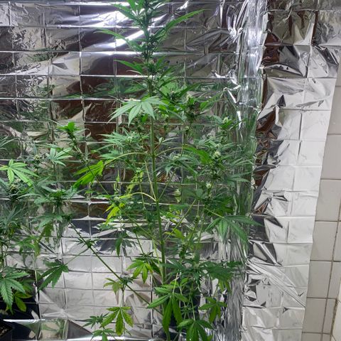 Auto Euforia  growlog timeline photo
