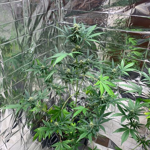 Auto Euforia  growlog timeline photo